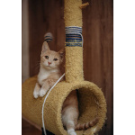 Очаровательные тигрята Рон и Гермиона в поисках дома!