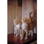 Очаровательные тигрята Рон и Гермиона в поисках дома!