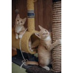 Очаровательные тигрята Рон и Гермиона в поисках дома!