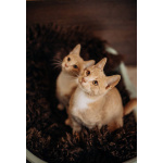 Очаровательные тигрята Рон и Гермиона в поисках дома!