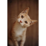 Очаровательные тигрята Рон и Гермиона в поисках дома!