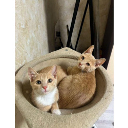 Очаровательные тигрята Рон и Гермиона в поисках дома!