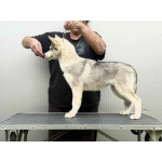 Сибирский хаски – щенок девочка