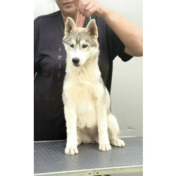 Сибирский хаски – щенок девочка