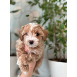 Мальтипу f1 мальчик