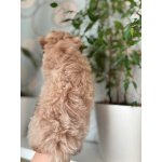 Мальтипу f1 мальчик