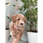 Мальтипу f1 мальчик