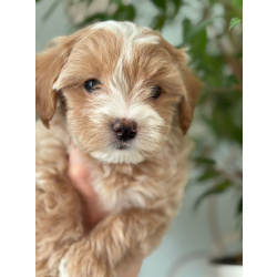 Мальтипу f1 мальчик