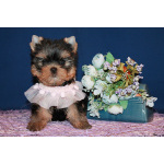 Щенки Йоркширского терьера.