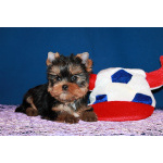 Щенки Йоркширского терьера.