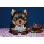 Щенки Йоркширского терьера.