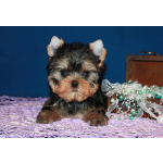 Щенки Йоркширского терьера.