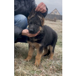 Щенки немецкой овчарки