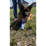 Щенки немецкой овчарки