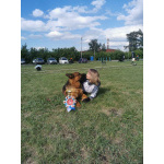 Щенки немецкой овчарки