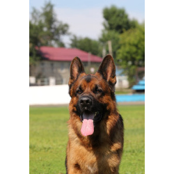 Щенки немецкой овчарки