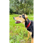 Молли ищет дом и человека, с которым будет делить каждое счастливое мгновение!