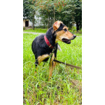 Молли ищет дом и человека, с которым будет делить каждое счастливое мгновение!