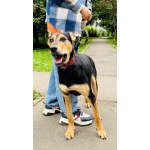 Молли ищет дом и человека, с которым будет делить каждое счастливое мгновение!