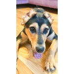 Молли ищет дом и человека, с которым будет делить каждое счастливое мгновение!