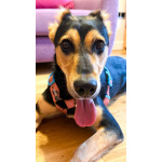 Молли ищет дом и человека, с которым будет делить каждое счастливое мгновение!