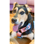 Молли ищет дом и человека, с которым будет делить каждое счастливое мгновение!