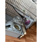 Шиншиллка Вивьен