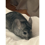 Шиншиллка Вивьен