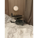 Шиншиллка Вивьен