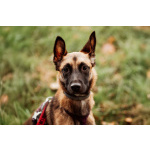 Ищет дом Пинки — девочка с сердцем солнца