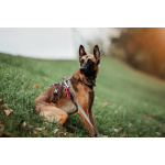 Ищет дом Пинки — девочка с сердцем солнца