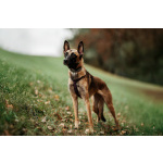 Ищет дом Пинки — девочка с сердцем солнца