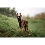 Ищет дом Пинки — девочка с сердцем солнца