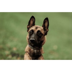 Ищет дом Пинки — девочка с сердцем солнца