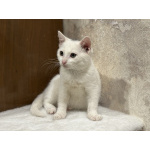 Котята мальчики Юки и Проша в добрые руки!