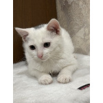 Котята мальчики Юки и Проша в добрые руки!