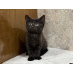 Котята мальчики Юки и Проша в добрые руки!