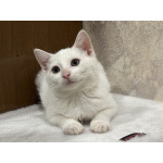 Котята мальчики Юки и Проша в добрые руки!