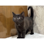 Котята мальчики Юки и Проша в добрые руки!