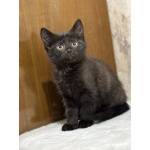 Котята мальчики Юки и Проша в добрые руки!