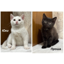 Котята мальчики Юки и Проша в добрые руки!