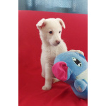 Неописуемой красоты белый щенок