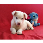 Неописуемой красоты белый щенок