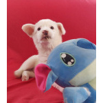 Неописуемой красоты белый щенок