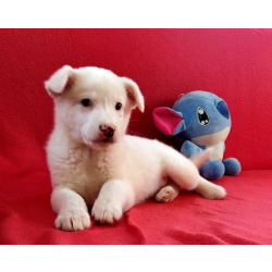 Неописуемой красоты белый щенок