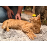 Хороший ласковый котёнок-рыжик