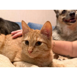 Хороший ласковый котёнок-рыжик