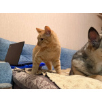 Хороший ласковый котёнок-рыжик