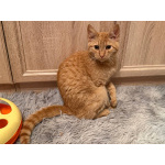 Хороший ласковый котёнок-рыжик