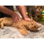 Хороший ласковый котёнок-рыжик